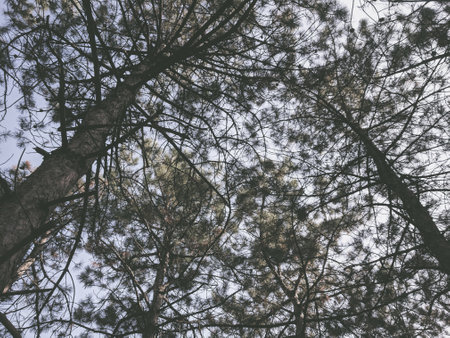 Pine tree branches in the forest - vintage retro effect style pictures