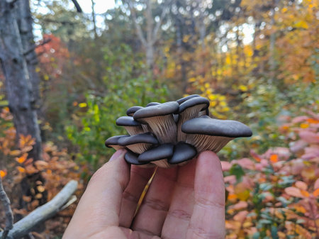 Mushroom in hand on the background of the autumn forest.の写真素材