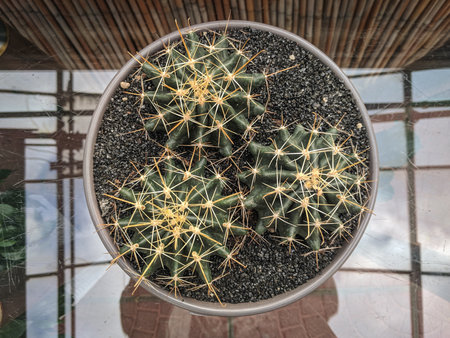 Cactus in a pot on a wooden table, top view.の写真素材