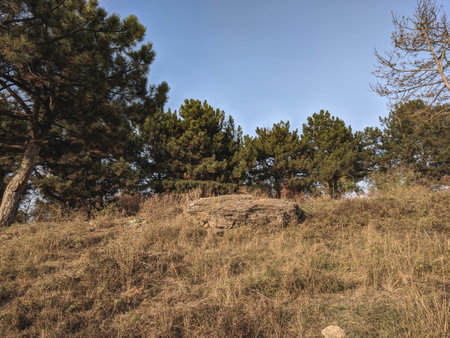 Pine trees on a hillside in the mountainsの写真素材