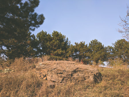 Landscape with a rock in the middle of a pine forest.の写真素材