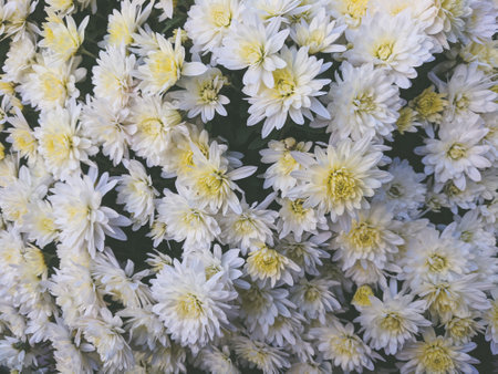 White chrysanthemum flowers as a background, top viewの写真素材