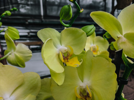 Beautiful yellow orchid flowers in the greenhouse. Tropical plants.の写真素材