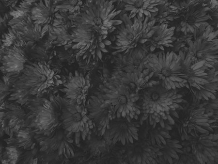 Black chrysanthemum flowers background. Black and white.の写真素材