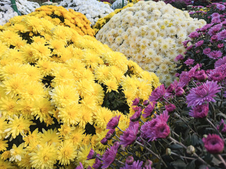 Colorful chrysanthemum flowers in full bloom in autumnの写真素材
