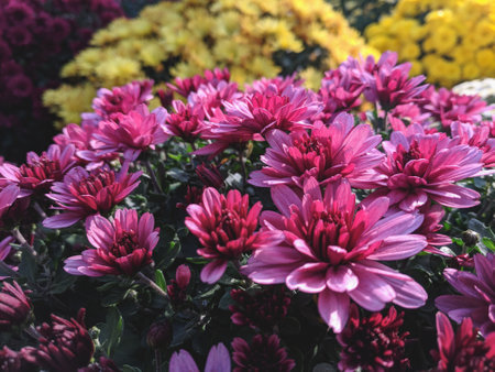 Purple chrysanthemum flowers in the garden, stock photoの写真素材