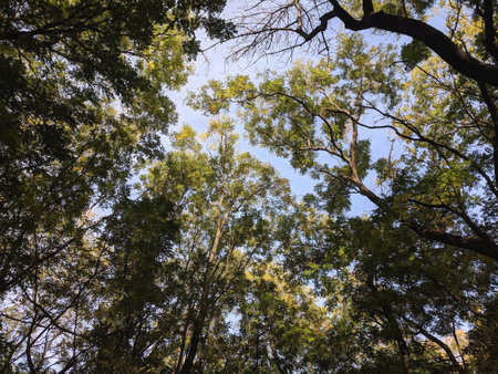 Looking up at the sky through the branches of trees in the forestの写真素材