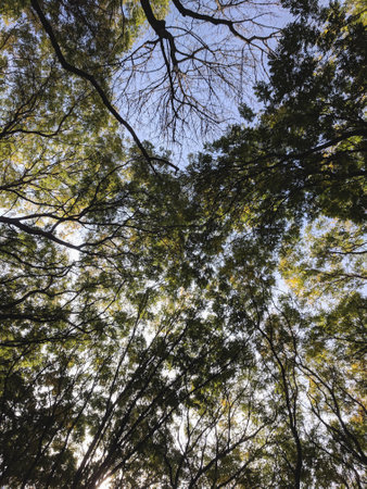 Low angle view of the canopy of a tall tree in the forest