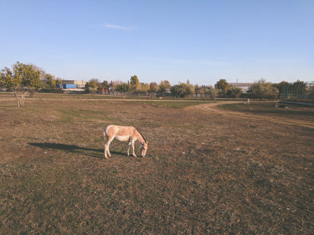 Donkey in a meadow in the countryside in the morning.の写真素材