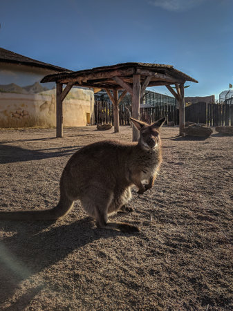 Kangaroos in the Australian open-air museumの写真素材