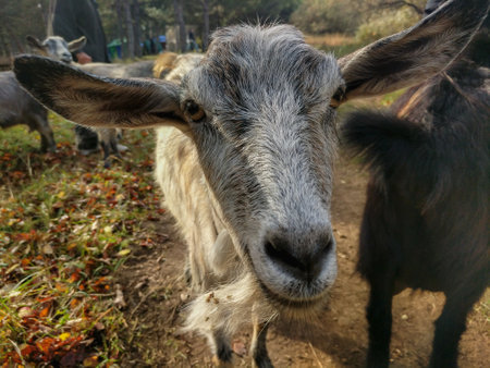 Goats in the autumn forest. Close-up of a goat.の写真素材