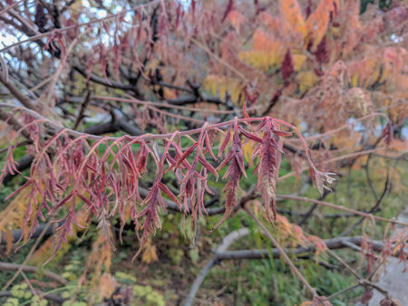 Autumn leaves on the branches of a tree in the park.