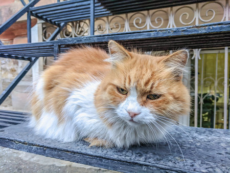 ginger cat sitting on a bench in the street of the old townの写真素材