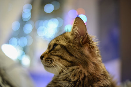 Cute cat looking at bokeh light in the night.の写真素材
