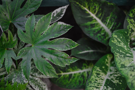 Close up of green leaves of Caladium or Queen of the Leafy Plantの写真素材