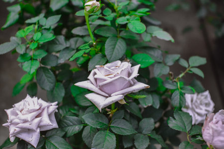 Roses in the garden, Roses are beautiful with a beautiful sunny day.
