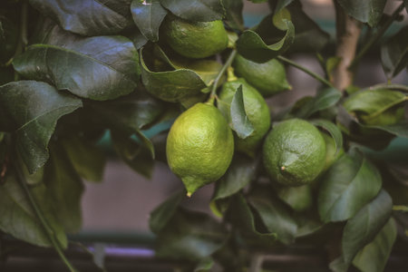 Lemon tree with green lemons in the garden, stock photoの写真素材