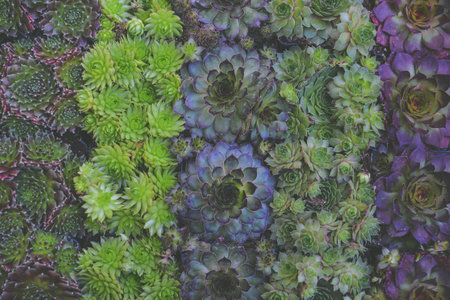 Succulent plant background, top view of green and purple succulent plantsの写真素材