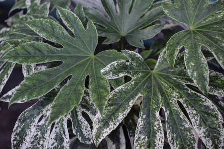 Close up of the leaves of a Philodendron plant.