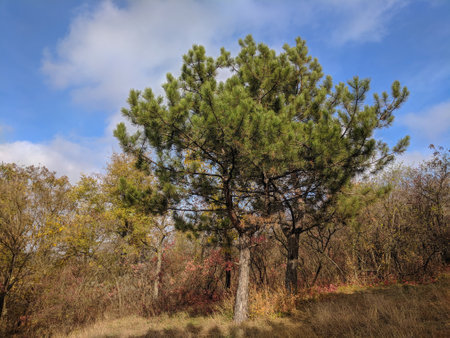 Pine tree in the autumn forest on a background of blue skyの写真素材