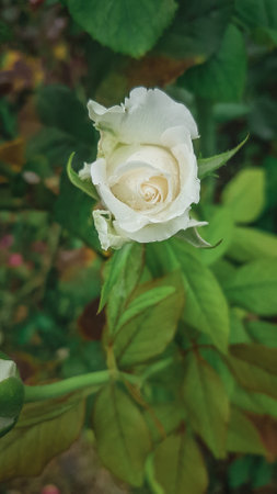 White rose in the garden, soft focus and blurred background. vintage tone.の写真素材