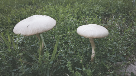 Two white mushrooms on the grass in the park. Toned.の写真素材