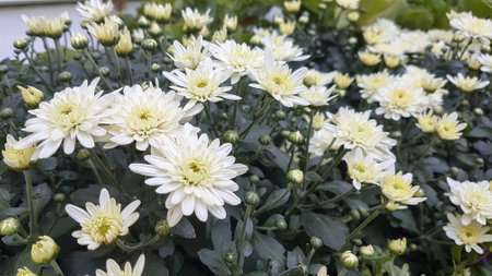 White chrysanthemum flowers blooming in the garden.