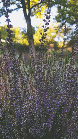 Purple heather flowers in the garden. Selective focus.の写真素材