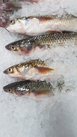 Fresh fish on ice in supermarket. Top view. Closeup.