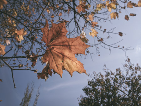 Autumn maple leaves in the forest - retro, vintage style look