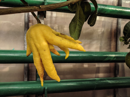 Yellow lemon fruit hanging on a tree branch in a tropical greenhouse.の写真素材