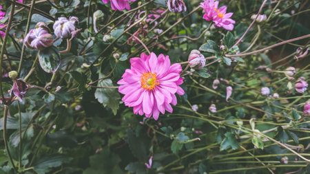 Pink dahlia flower in garden, (Selective focus)の写真素材