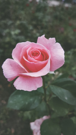 Beautiful pink rose in the garden - retro vintage effect style picturesの写真素材