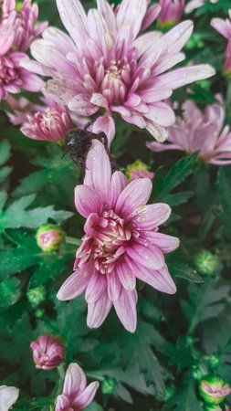 Pink chrysanthemum flowers in the garden, stock photoの写真素材