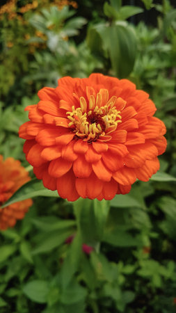 Orange zinnia flower in the garden, closeup of photoの写真素材