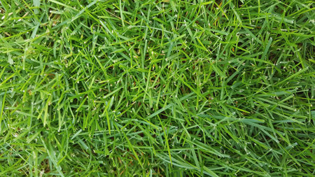 Green grass background. Close up of green grass texture. Top view.の写真素材