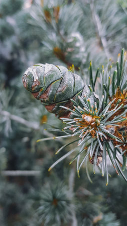 Green pine cone on the branches of a Christmas tree in the snowの写真素材