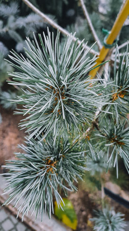 Pine tree in winter. Close-up of pine branches.
