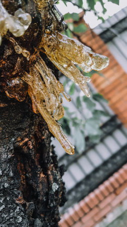 Close up of icicles hanging on the tree in the garden.の写真素材
