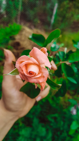 Pink rose in the hands of a woman on a green background.の写真素材