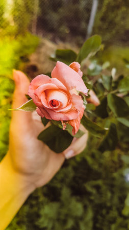 Female hand holding a beautiful pink rose in the garden. Selective focus.の写真素材