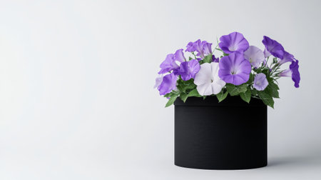 Morning glories in shades of purple and lavender in a black hat box, isolated on a white background.の素材