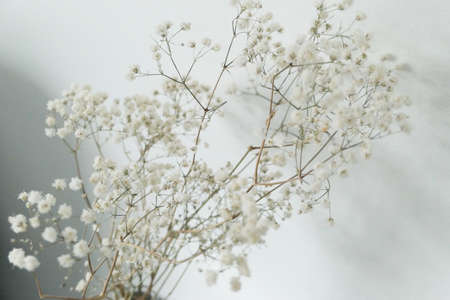 smal white flowers on white background spring light nature