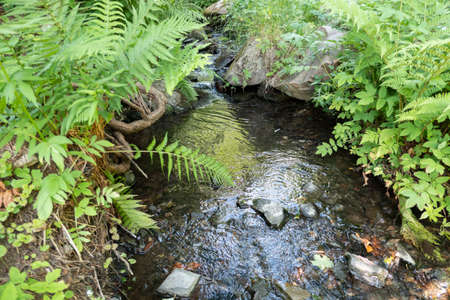 Beautiful creek with rich green flora in forestの写真素材