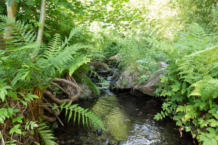 Beautiful creek with rich green flora in forestの写真素材