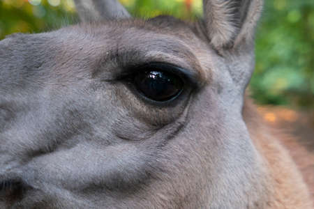 lama animal outside llama wildlife farm petsの写真素材