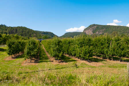 agriculture green trees in a garden nature farm plantation