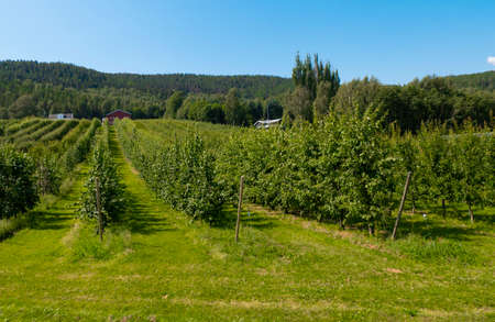 agriculture green trees in a garden nature farm plantationの写真素材