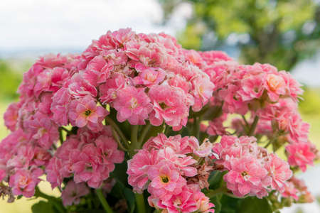 pink flowers with green plant blossom floralの写真素材