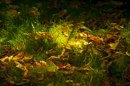 yellow foliage in green grass autumn backgroundの写真素材